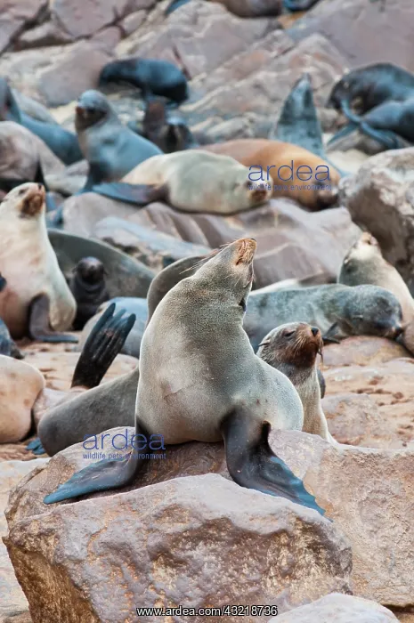 : Cape Fur seals (Arctocephalus pusillus) : Cape Fur seals (Arctocephalus pusillus)