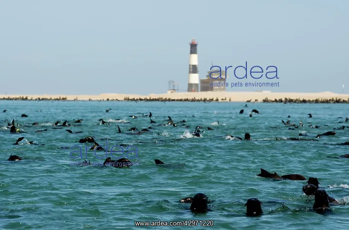 : Cape Fur Seals - colony in the water and on the : Cape Fur Seals - colony in the water and on the