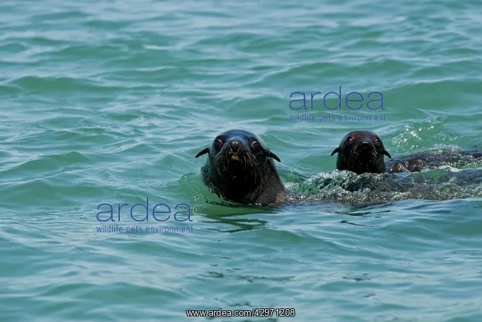  : Cape Fur Seals - with heads above the water