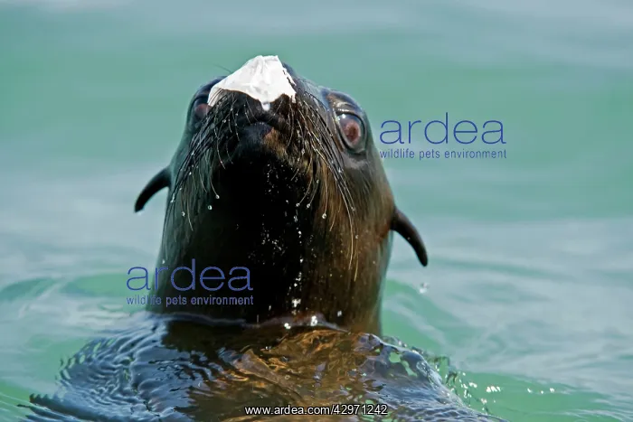 : Cape Fur Seals - with a piece of plastic bag on its nose : Cape Fur Seals - with a piece of plastic bag on its nose