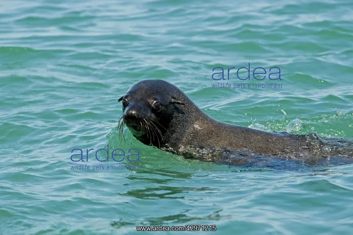 : Cape Fur Seals - portrait of head and shoulders : Cape Fur Seals - portrait of head and shoulders