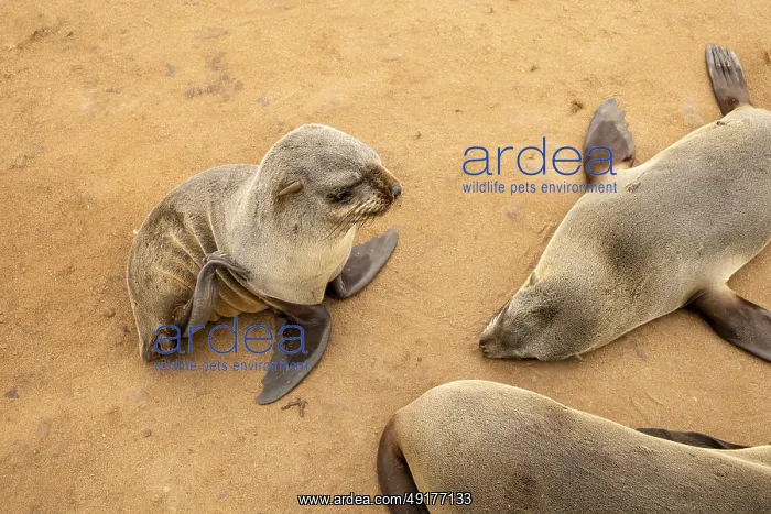 : Cape fur seals resting on the sandy beach at Cape Cross Nature Reserve : Cape fur seals resting on the sandy beach at Cape Cross Nature Reserve
