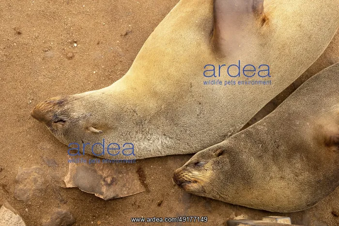 : Cape fur seals resting on the sandy beach at Cape Cross Nature Reserve : Cape fur seals resting on the sandy beach at Cape Cross Nature Reserve