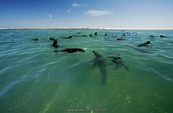 : Cape Fur Seals - seal colony shown with members : Cape Fur Seals - seal colony shown with members