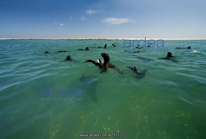 : Cape Fur Seals - seal colony shown with members : Cape Fur Seals - seal colony shown with members