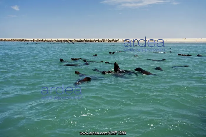 : Cape Fur Seals - seal colony shown with members : Cape Fur Seals - seal colony shown with members
