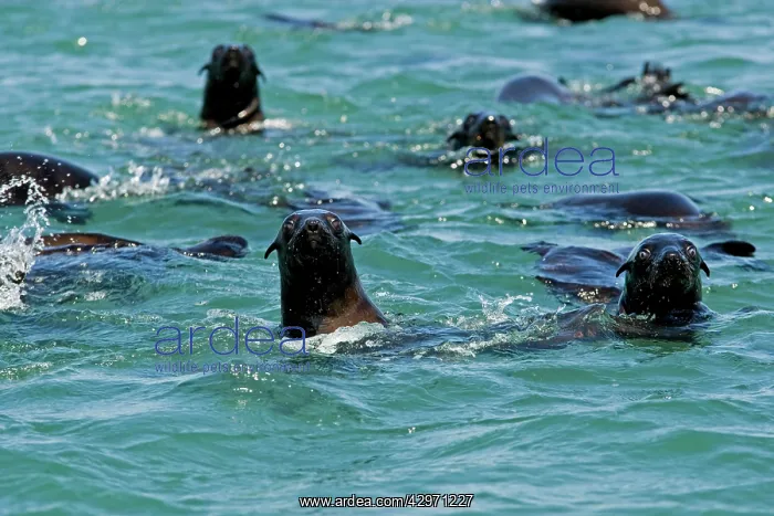 : Cape Fur Seals - in the water : Cape Fur Seals - in the water