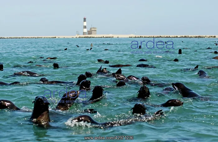 : Cape Fur Seals - in the water near Pelican Point : Cape Fur Seals - in the water near Pelican Point