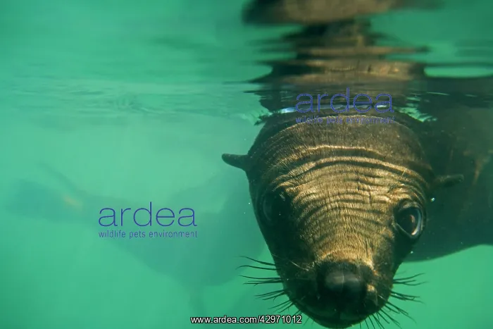 : Cape Fur Seals - wide angle close up portrait under : Cape Fur Seals - wide angle close up portrait under