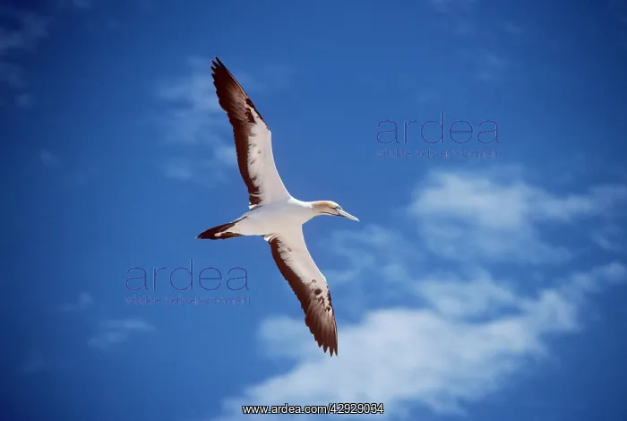  : CAPE GANNET