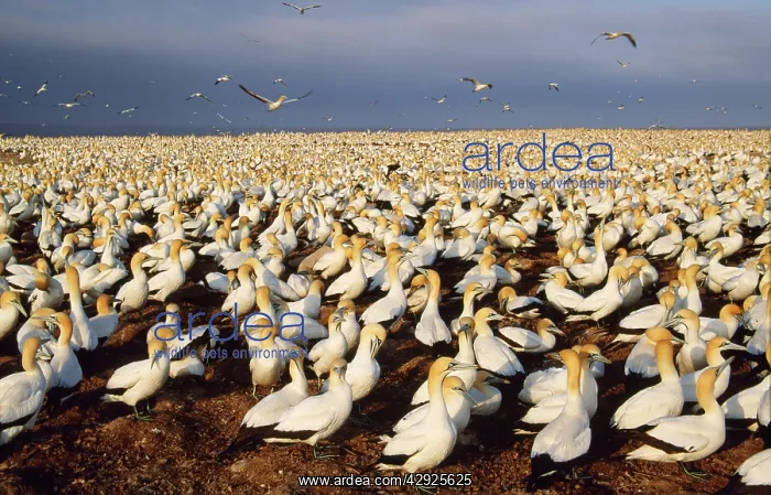 : Cape GANNET - breeding colony : Cape GANNET - breeding colony