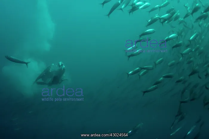 : Cape Gannet catching fish after diving into baitball : Cape Gannet catching fish after diving into baitball