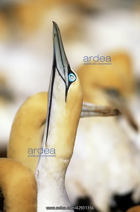 : Cape Gannet - displaying : Cape Gannet - displaying