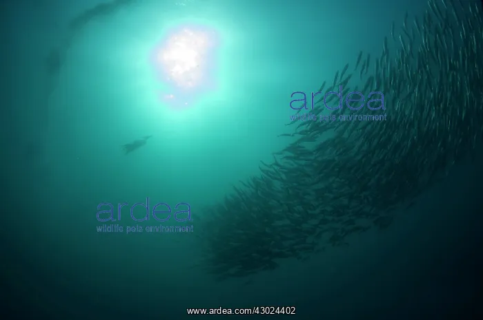 : Cape Gannet diving into baitball (school of small : Cape Gannet diving into baitball (school of small