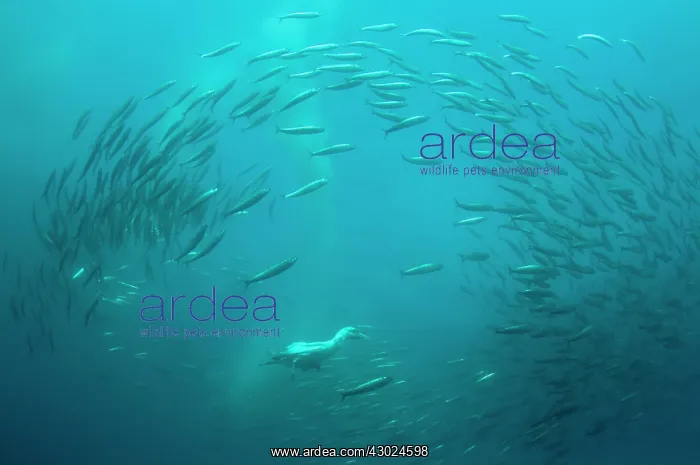 : Cape Gannet diving into baitball (school of small : Cape Gannet diving into baitball (school of small