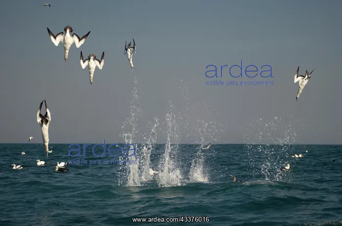 : Cape Gannet - diving - Port St Johns, Wild Coast : Cape Gannet - diving - Port St Johns, Wild Coast