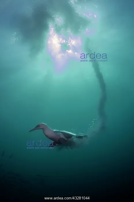 : Cape Gannet - Endangered - with plumes from diving : Cape Gannet - Endangered - with plumes from diving