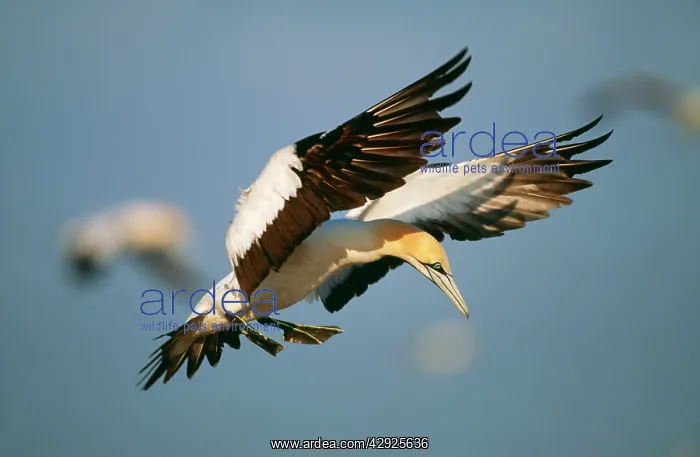 : Cape GANNET - in flight : Cape GANNET - in flight