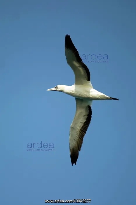  : Cape Gannet in flight