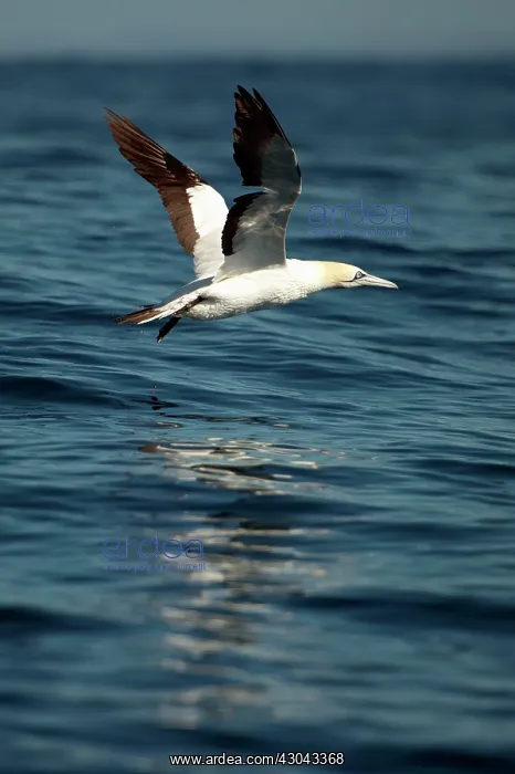  : Cape Gannet flying close to water