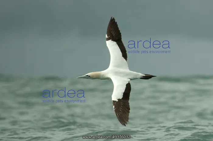 : Cape Gannet - flying - Port St Johns, Wild Coast : Cape Gannet - flying - Port St Johns, Wild Coast