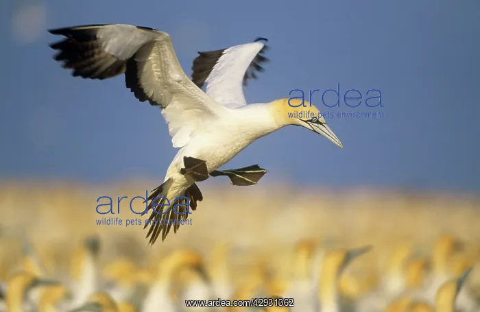 : Cape Gannet - landing amongst colony : Cape Gannet - landing amongst colony