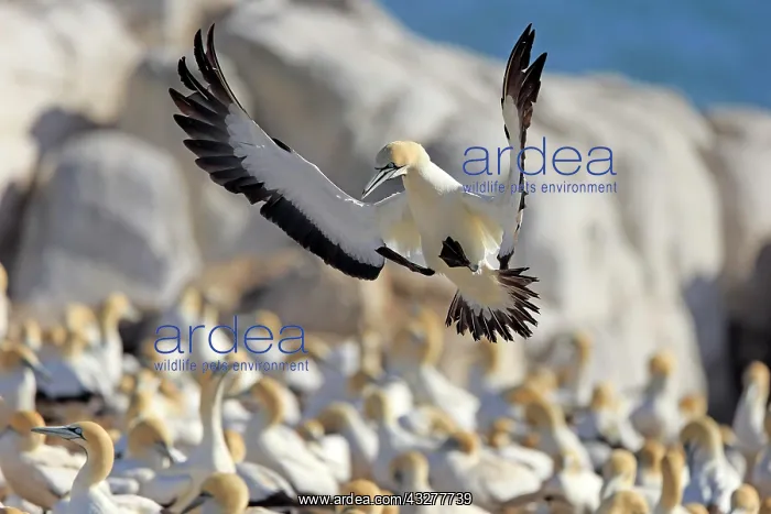 : Cape Gannet (Morus capensis), adult flying, approach : Cape Gannet (Morus capensis), adult flying, approach
