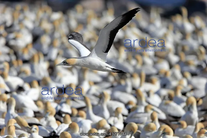: Cape Gannet (Morus capensis), adult flying, flight : Cape Gannet (Morus capensis), adult flying, flight