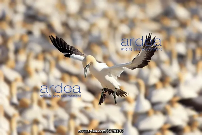 : Cape Gannet (Morus capensis), Lamberts Bay, Western : Cape Gannet (Morus capensis), Lamberts Bay, Western