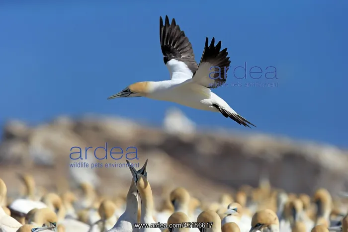 : Cape Gannet (Morus capensis), Lamberts Bay, Western : Cape Gannet (Morus capensis), Lamberts Bay, Western