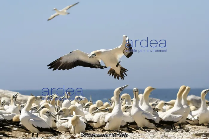 : Cape Gannet (Morus capensis), South Africa : Cape Gannet (Morus capensis), South Africa