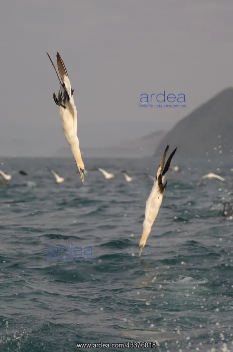 : Cape Gannet - pair diving - Port St Johns, Wild : Cape Gannet - pair diving - Port St Johns, Wild