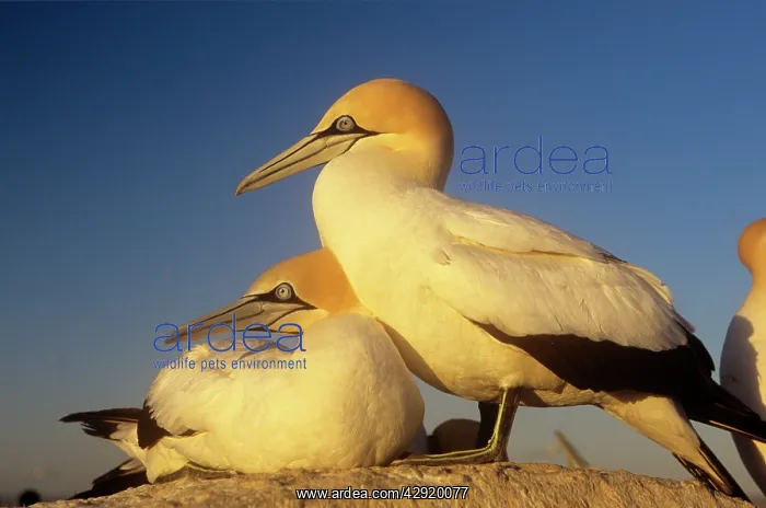  : Cape GANNET - pair, one standing one lying-down