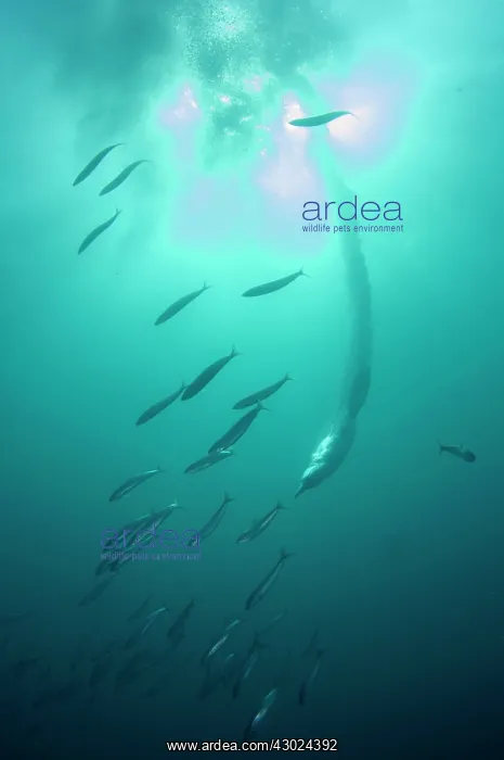 : Cape Gannet plume by diving into baitball (school : Cape Gannet plume by diving into baitball (school