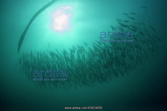 : Cape Gannet plume by diving into baitball (school : Cape Gannet plume by diving into baitball (school
