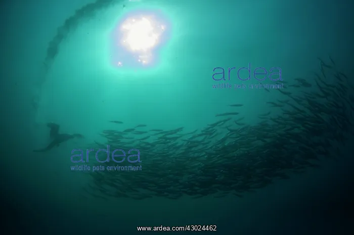 : Cape Gannet plume by diving into baitball (school : Cape Gannet plume by diving into baitball (school
