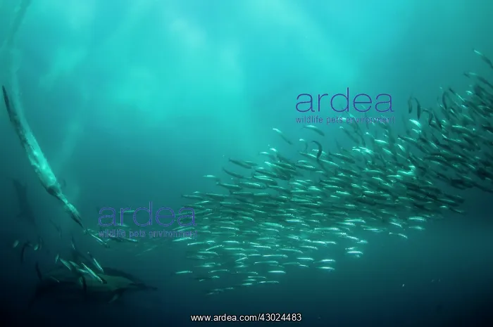 : Cape Gannet plume by diving into baitball (school : Cape Gannet plume by diving into baitball (school