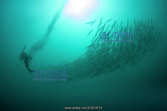 : Cape Gannet plume by diving into baitball (school : Cape Gannet plume by diving into baitball (school