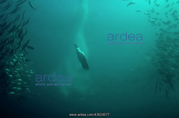 : Cape Gannet plume by diving into baitball (school : Cape Gannet plume by diving into baitball (school