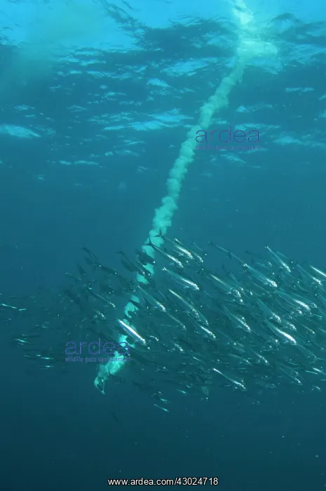 : Cape Gannet plume by diving into baitball (school : Cape Gannet plume by diving into baitball (school