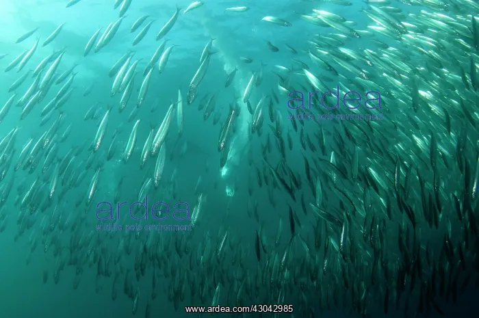 : Cape Gannet plume by diving into baitball (school : Cape Gannet plume by diving into baitball (school
