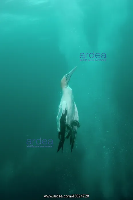 : Cape Gannet with plumes by diving into baitball : Cape Gannet with plumes by diving into baitball