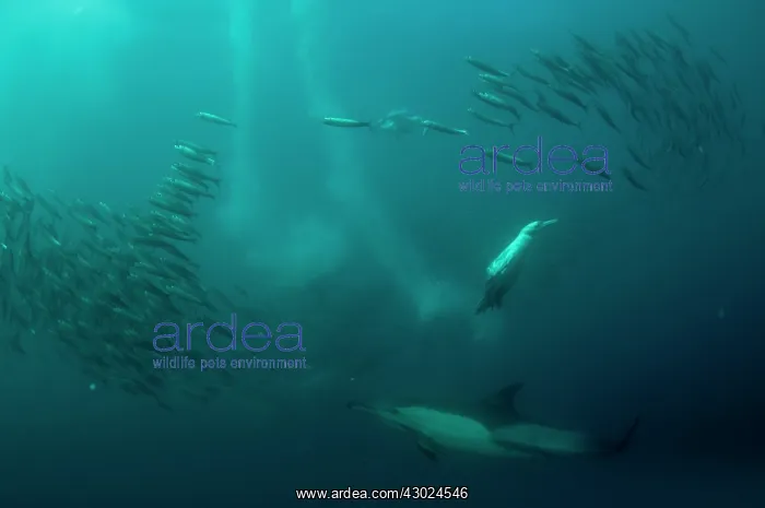 : Cape Gannet plumes from diving in to baitball (school : Cape Gannet plumes from diving in to baitball (school