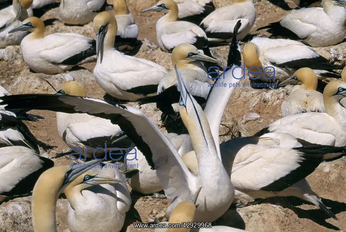  : Cape Gannet - sky pointing