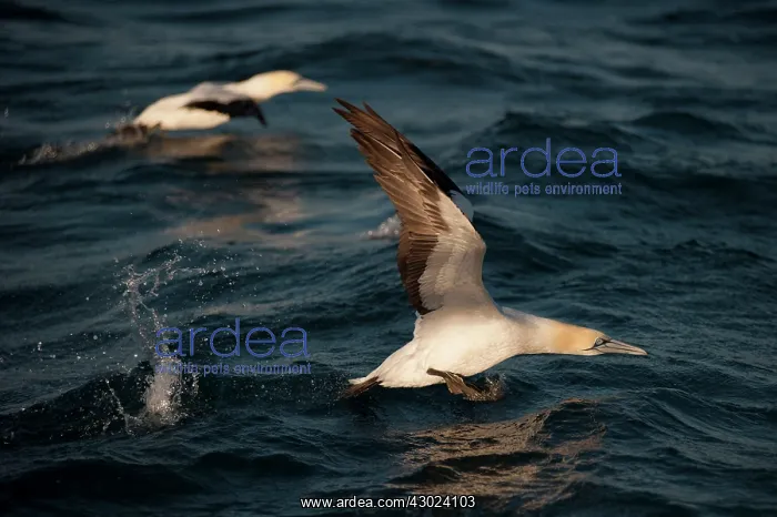  : Cape Gannet taking off from water
