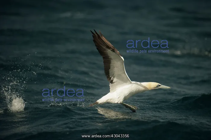 : Cape Gannet taking off from water