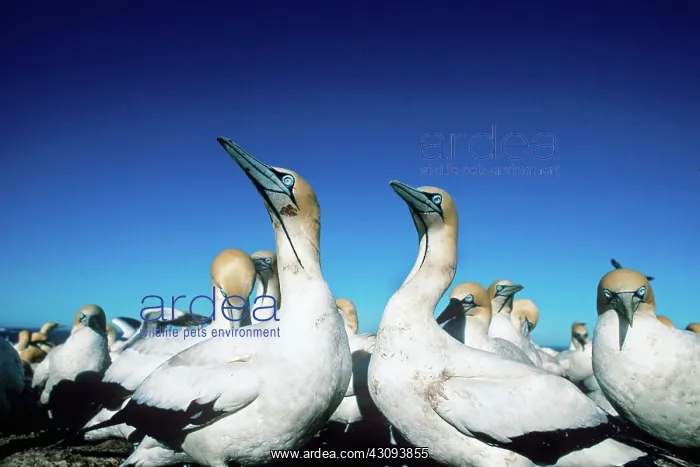 : Cape Gannets : Cape Gannets