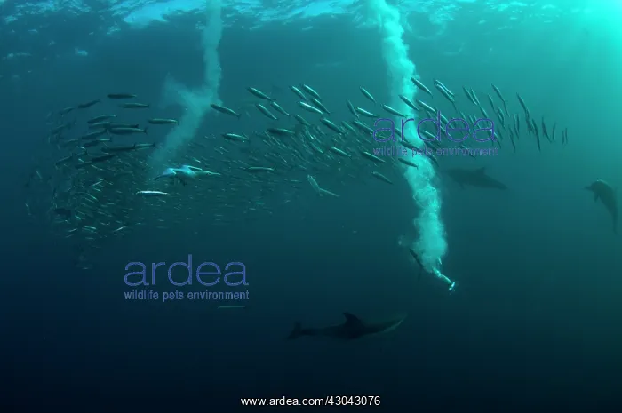 : Cape Gannets catching fish from diving in to baitball : Cape Gannets catching fish from diving in to baitball