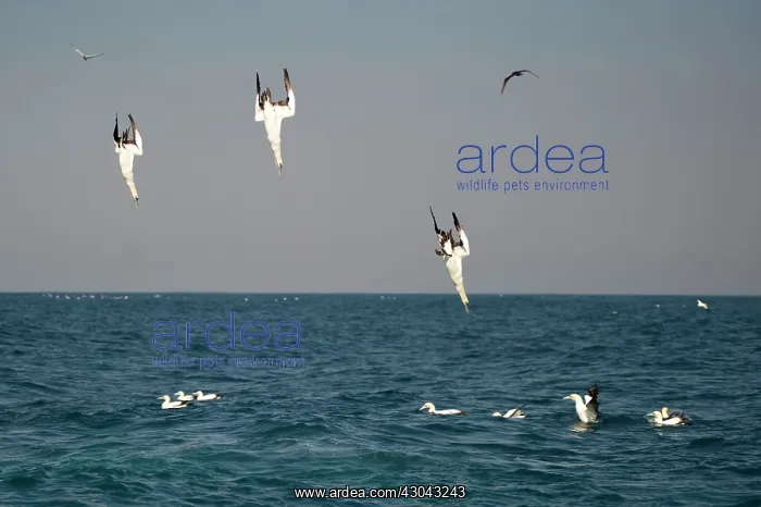: Cape Gannets diving into water to catch small fish : Cape Gannets diving into water to catch small fish