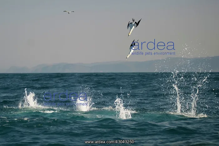 : Cape Gannets diving into water to catch small fish : Cape Gannets diving into water to catch small fish